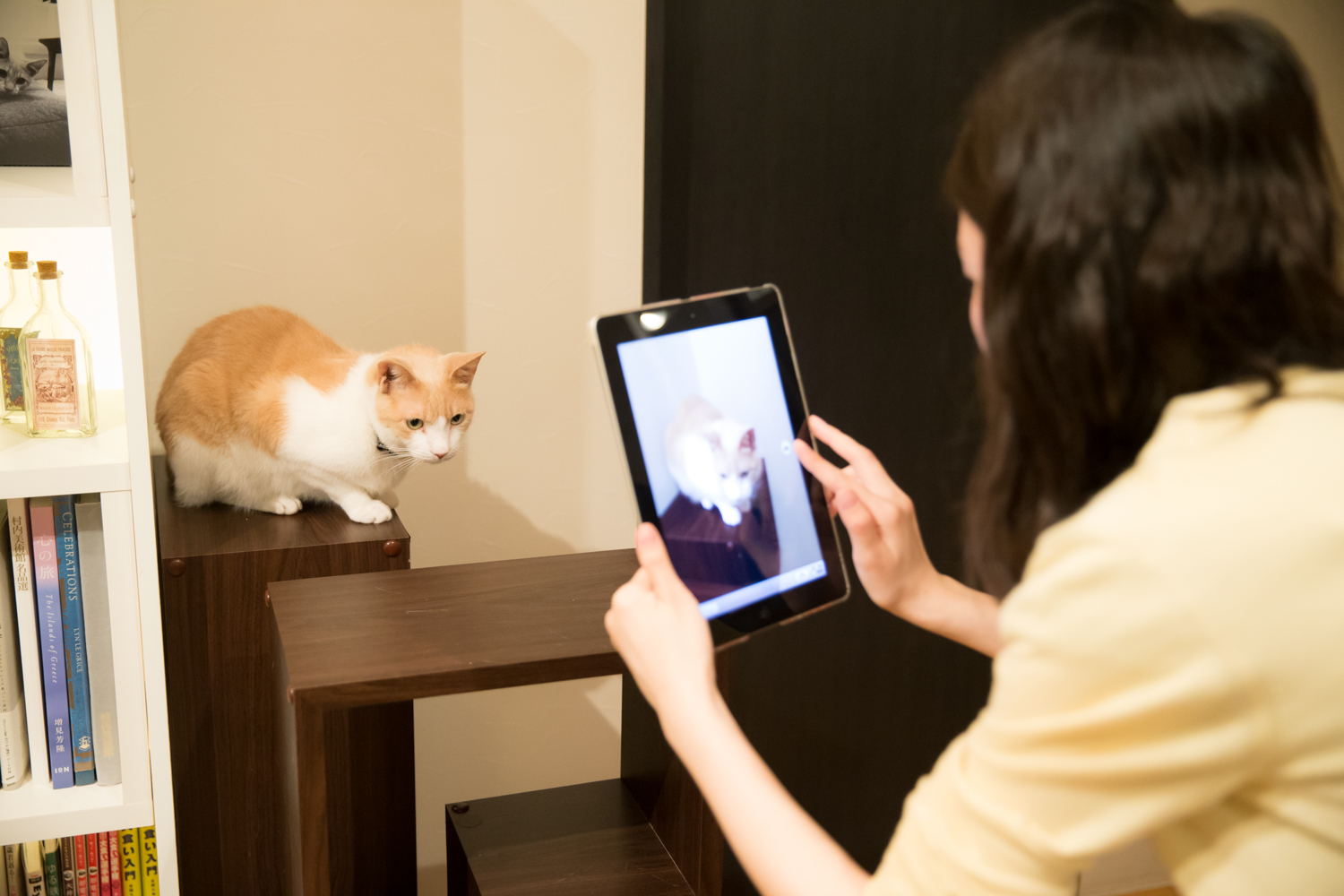 【猫動画】猫のフォトムービーをアプリ「思い出ぽん！ おれ、ねこ 木村カエラ・ヴァージョン」で作ってみた neko01