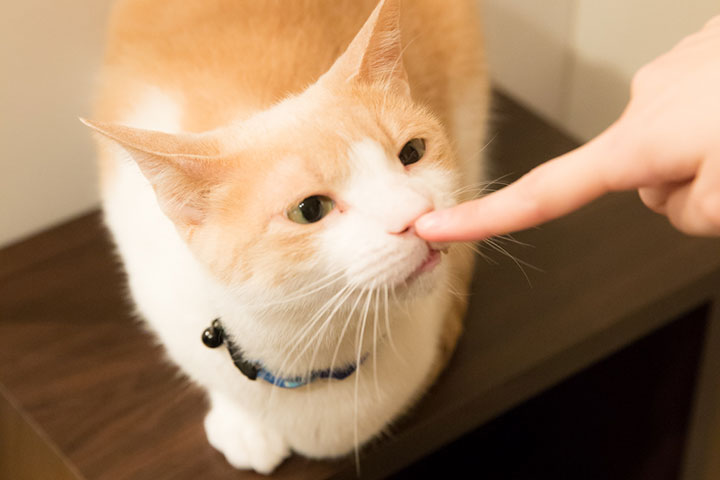 【猫動画】猫のフォトムービーをアプリ「思い出ぽん！ おれ、ねこ 木村カエラ・ヴァージョン」で作ってみた neko04