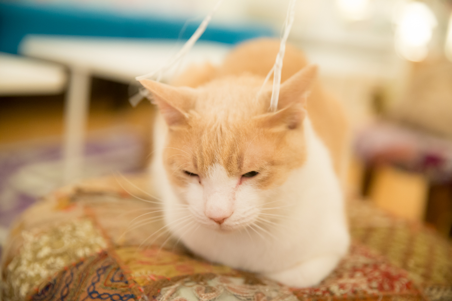 【猫動画】猫のフォトムービーをアプリ「思い出ぽん！ おれ、ねこ 木村カエラ・ヴァージョン」で作ってみた neko05