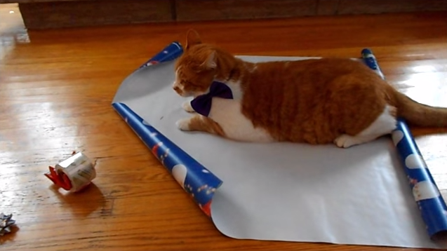 今年のクリスマスこそ、おうちで猫ラッピングしよう！ How-To-Wrap-Your-Cat-For-Christmas