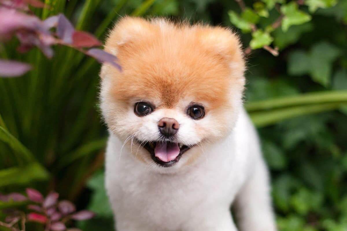 世界一可愛い犬 として知られる Boo が12歳で死去 Qetic