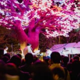 Sakura Music Night