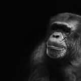 iPhone チンパンジー
