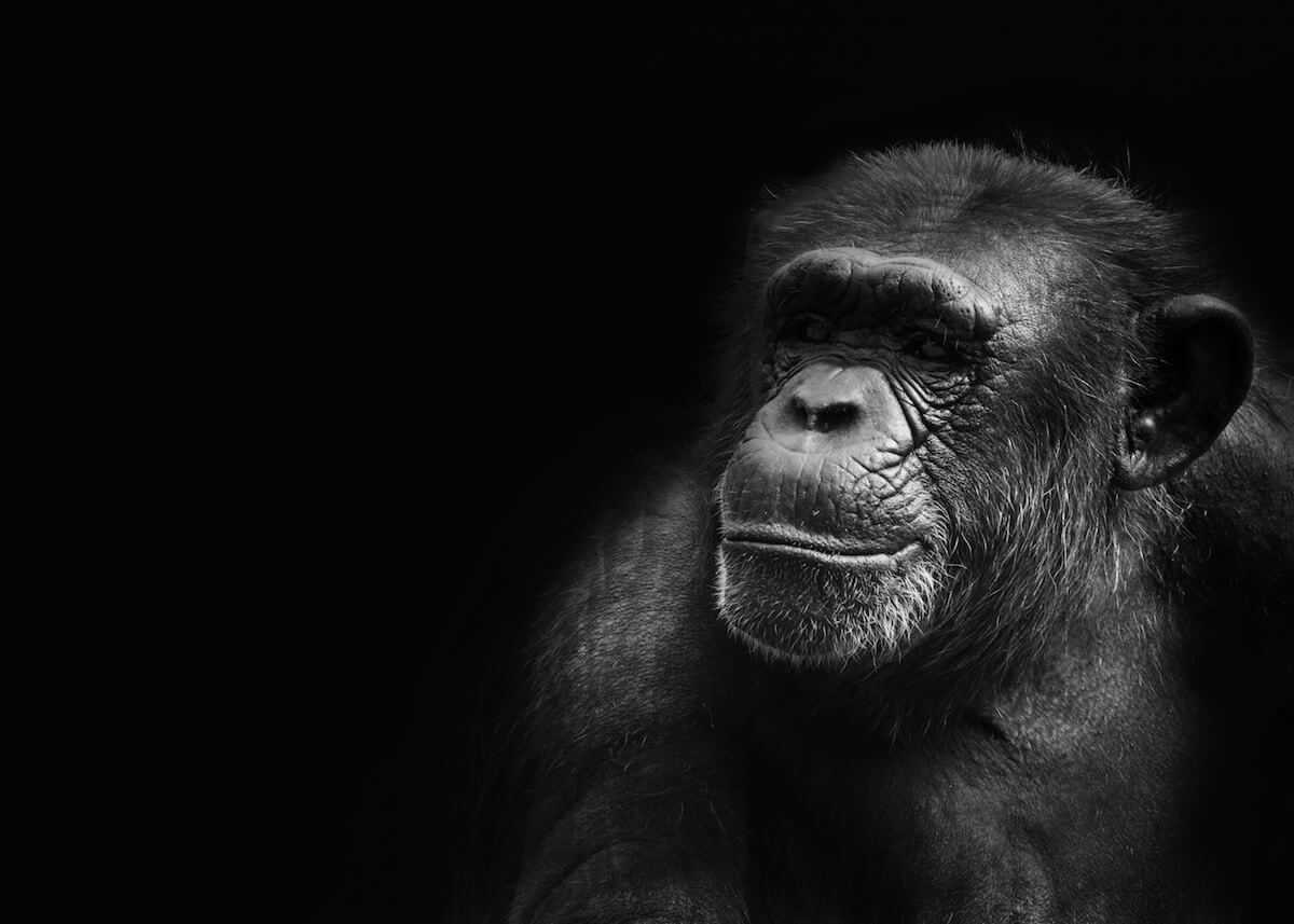 iPhone チンパンジー