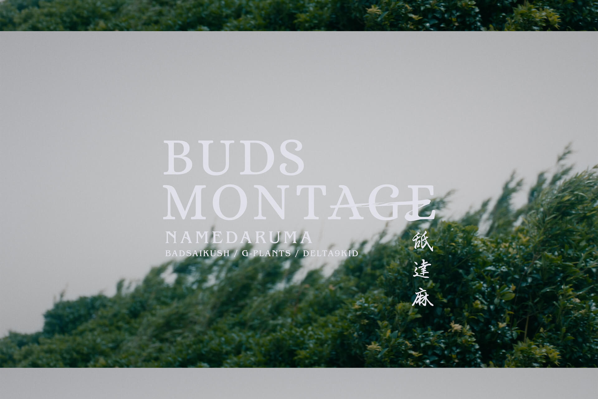 舐達麻の新曲「BUDS MONTAGE」木村太一監督のミュージック・ビデオが100万回再生を突破 | Qetic