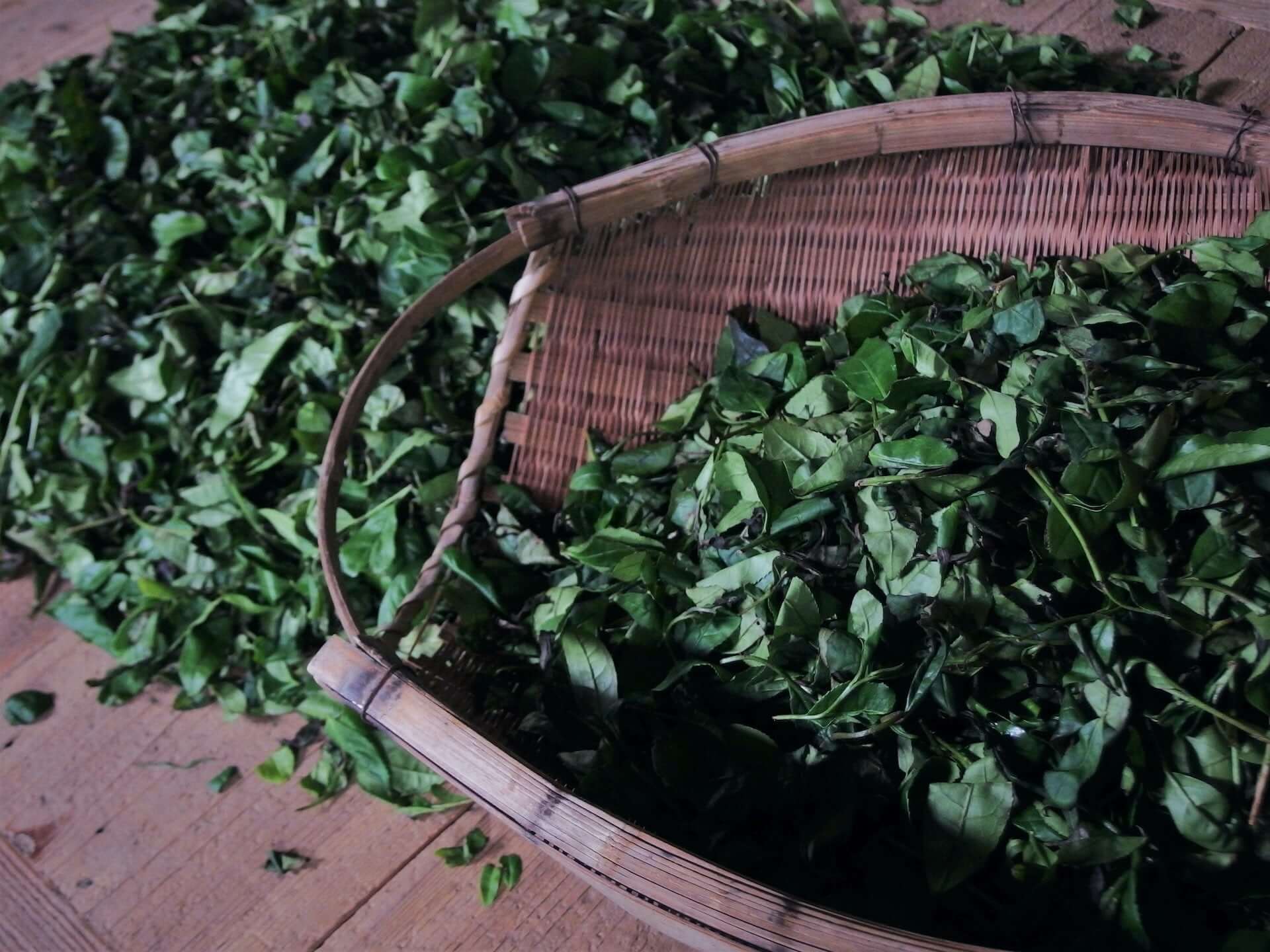 日本茶の生葉を使った日本初のクラフトジン！辰巳蒸留所とTeaRoomが『First Essence Tea Leaf Gin』を商品化 gourmet200814_tea-leaf-gin_4-1920x1440