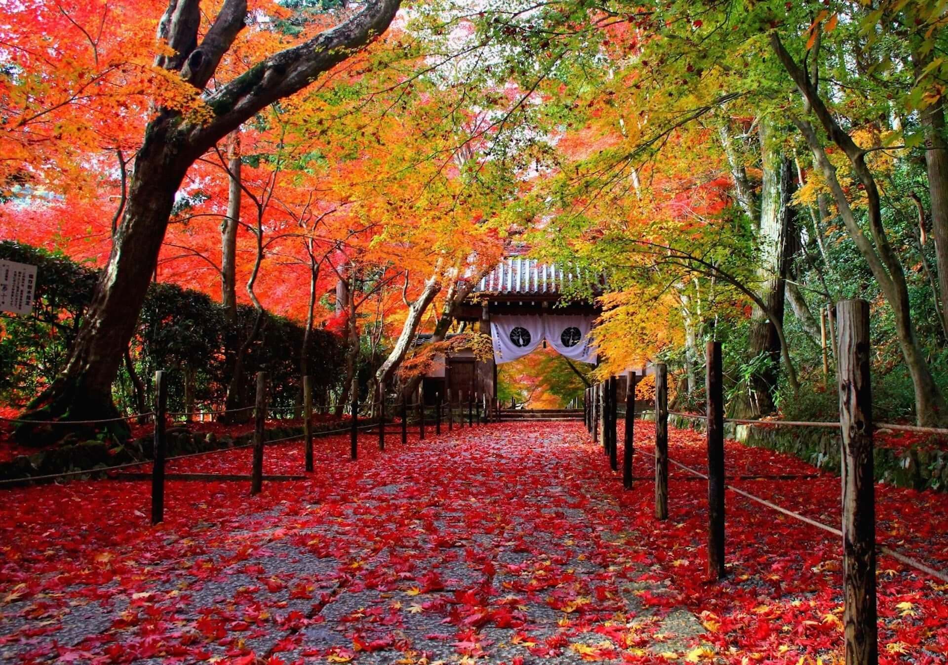 京都観光におすすめな秋の紅葉スポット5選！ナイトライフを満喫できる期間限定ライトアップも紹介 art201109_kyoto-spot_3-1920x1346