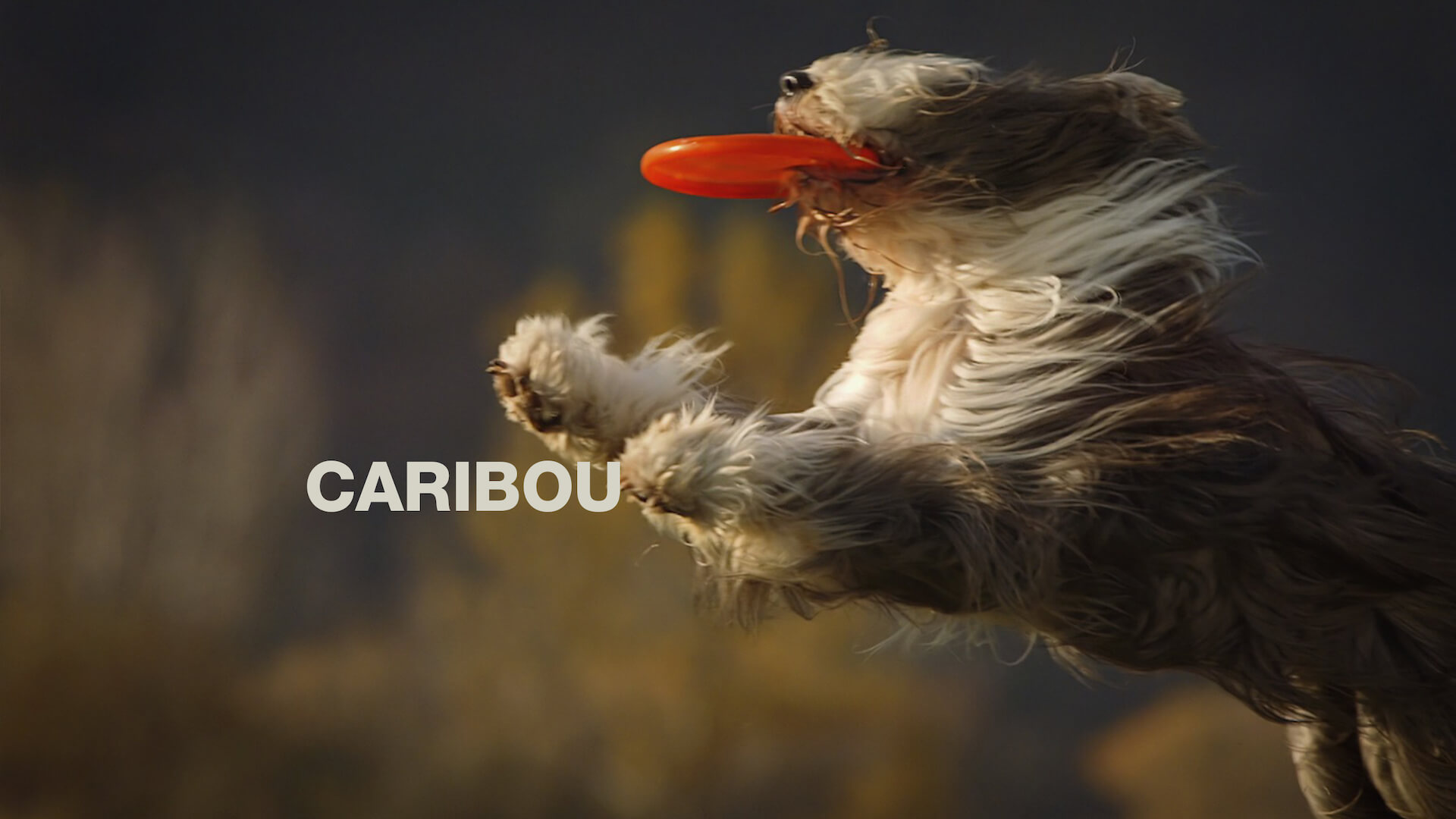 CARIBOUが待望の新曲“You Can Do It”を明日リリース！ミュージックビデオも公開 music210824_calibu_3