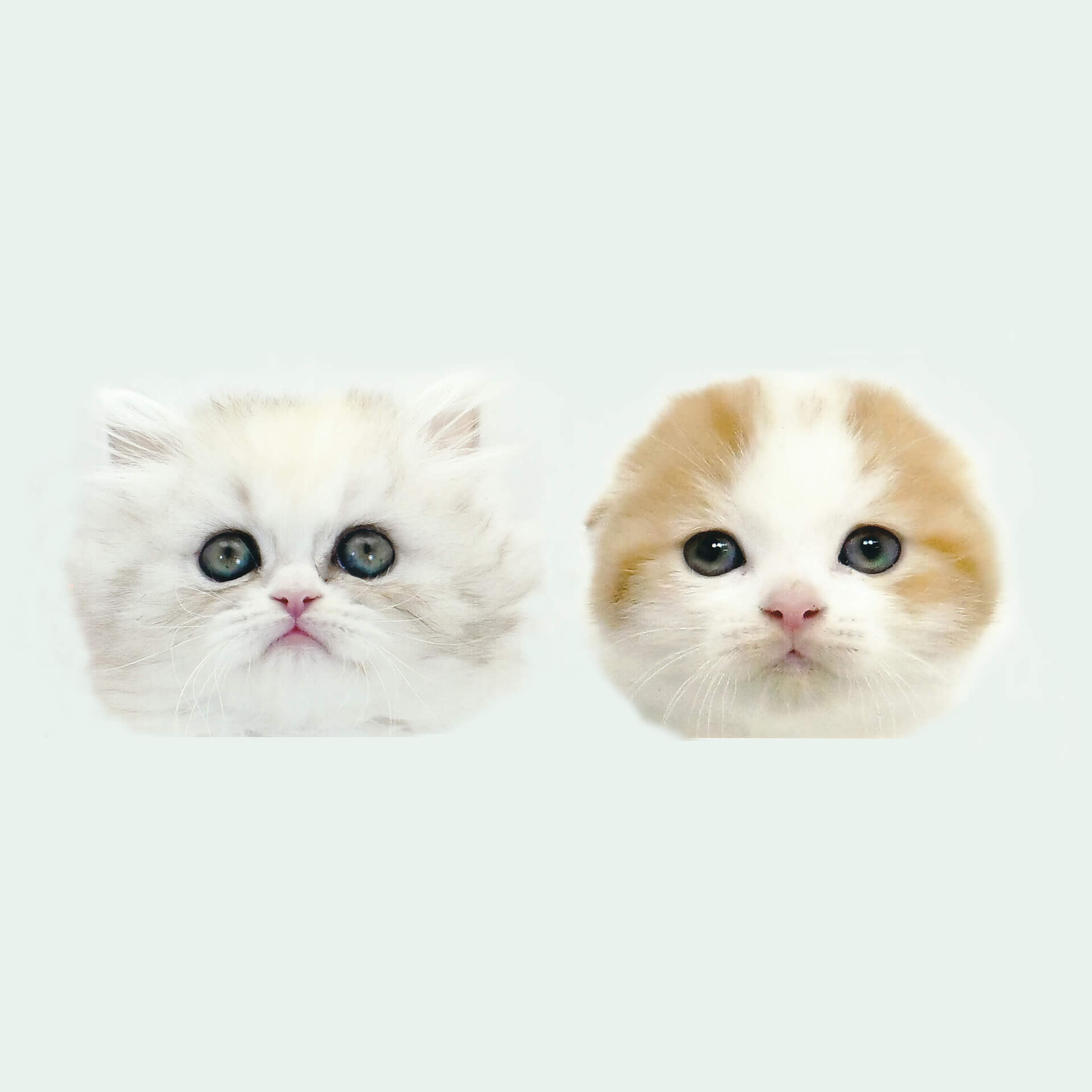 【猫ちゃんニュース解禁】2匹の猫「マリア＆リボン」が歌う”猫ちゃんのラブソング”MVがスーパー猫の日に公開決定 music220221_maria-ribbon-01