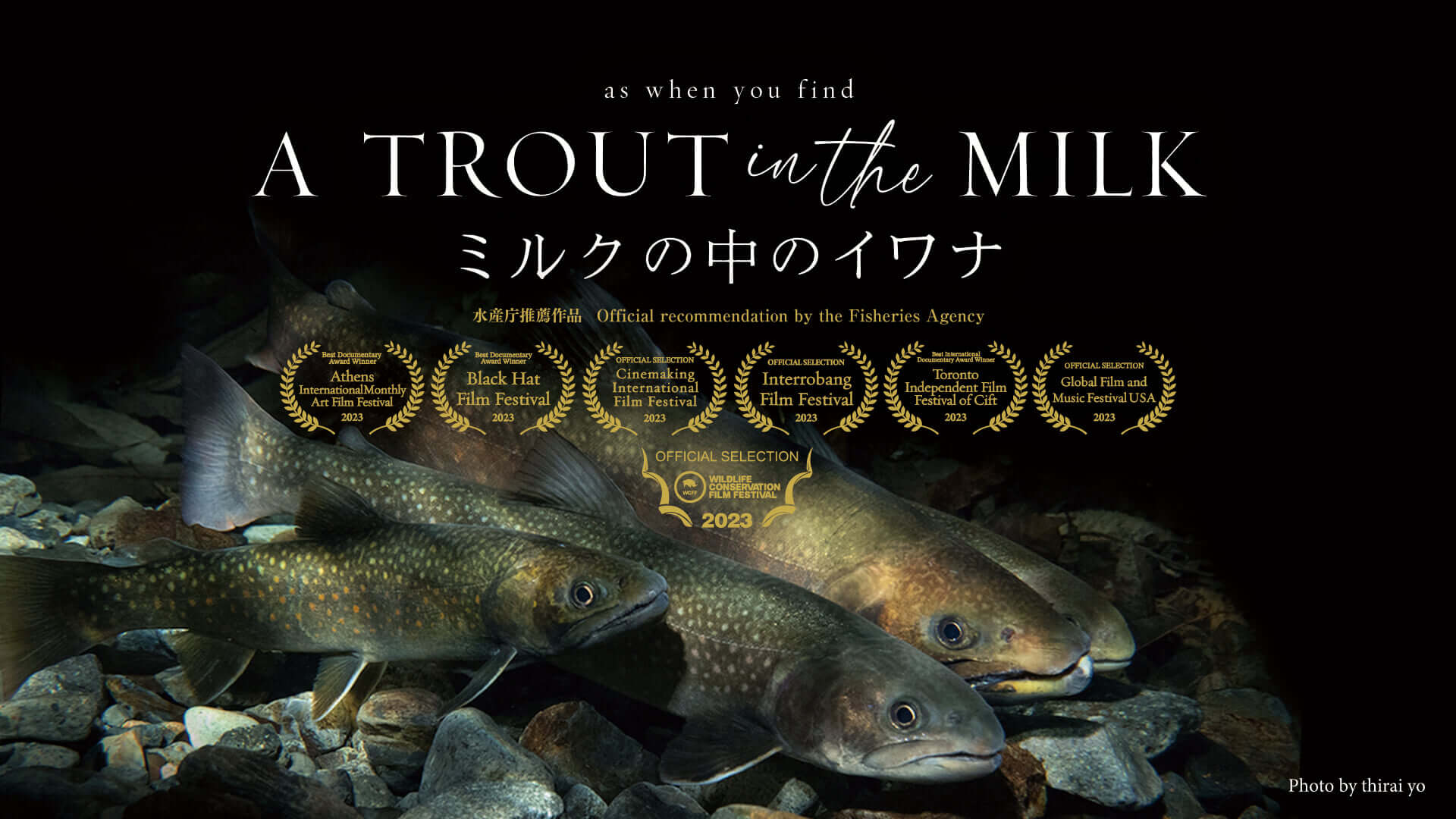 A TROUT IN THE MILK / ミルクの中のイワナ