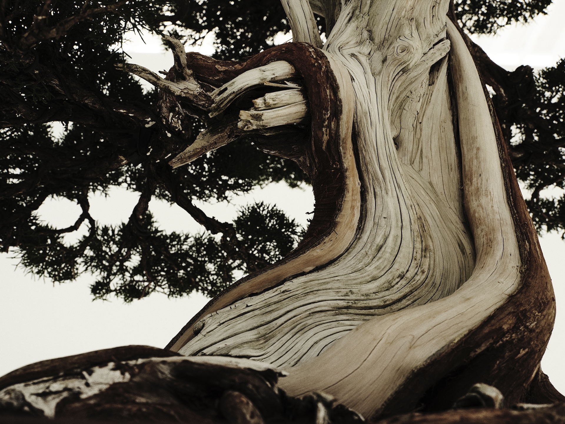 〈WILDSIDE YOHJI YAMAMOTO〉がTRADMAN'S BONSAIとの初となるコラボレーションを発表 sub13 〈WILDSIDE YOHJI YAMAMOTO〉がTRADMAN'S BONSAIとの初となるコラボレーションを発表 sub13