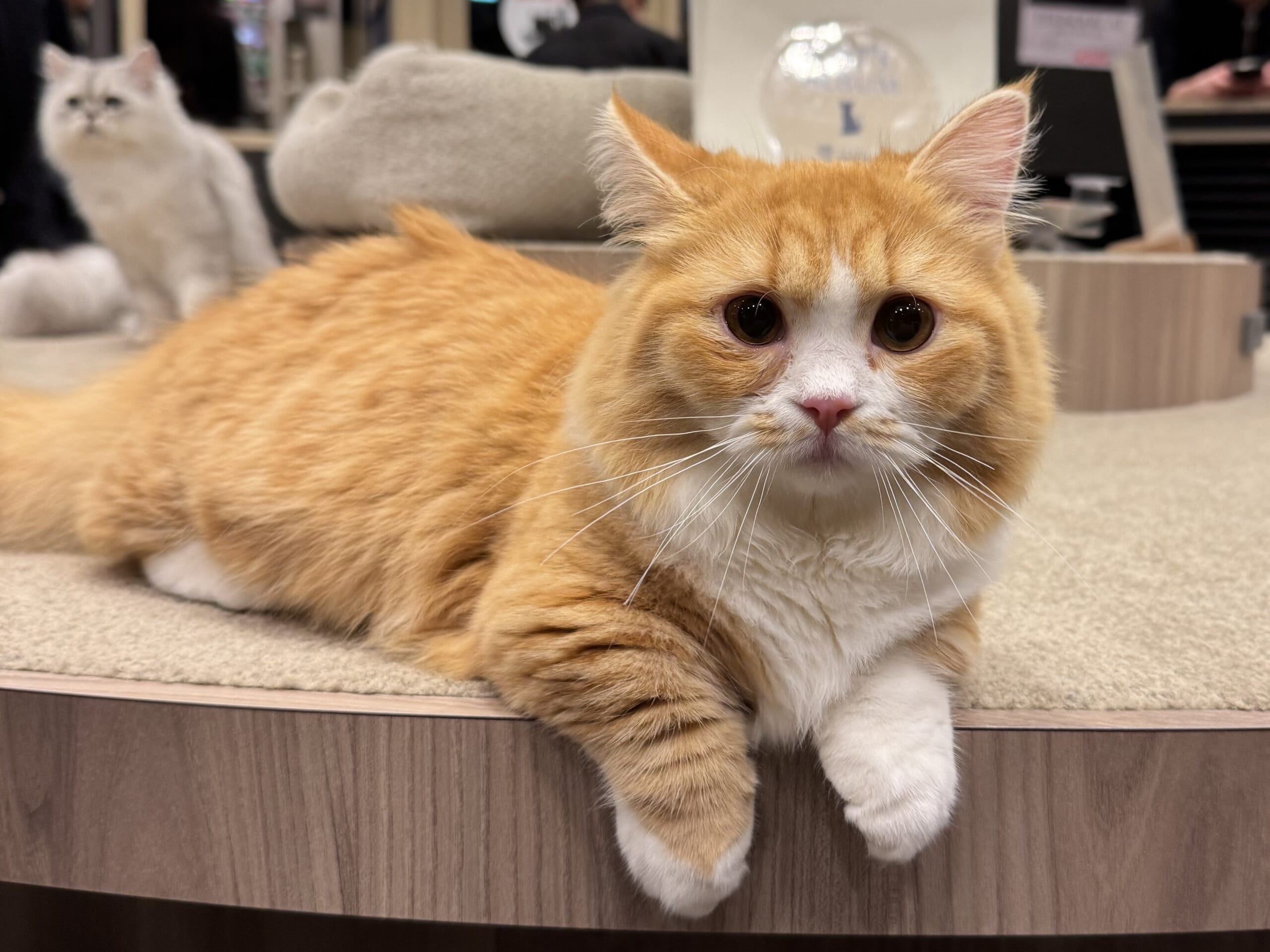 猫カフェで聴くThundercat、そのおかしな正しさについて IMG_0106-scaled