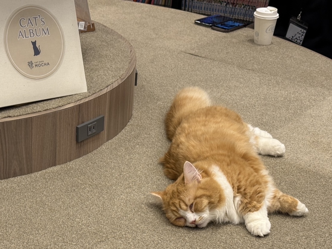 猫カフェで聴くThundercat、そのおかしな正しさについて IMG_0270