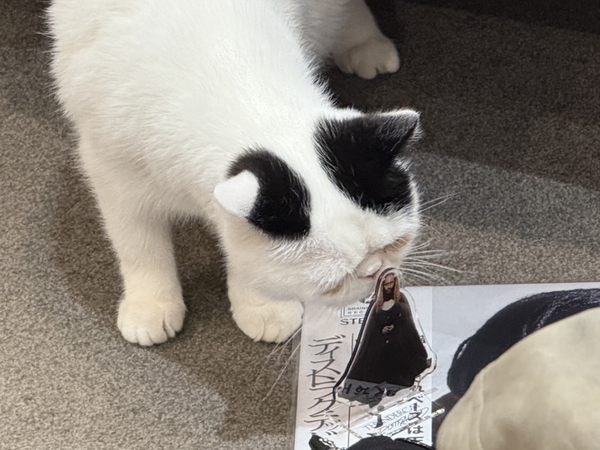 猫カフェで聴くThundercat、そのおかしな正しさについて IMG_0275