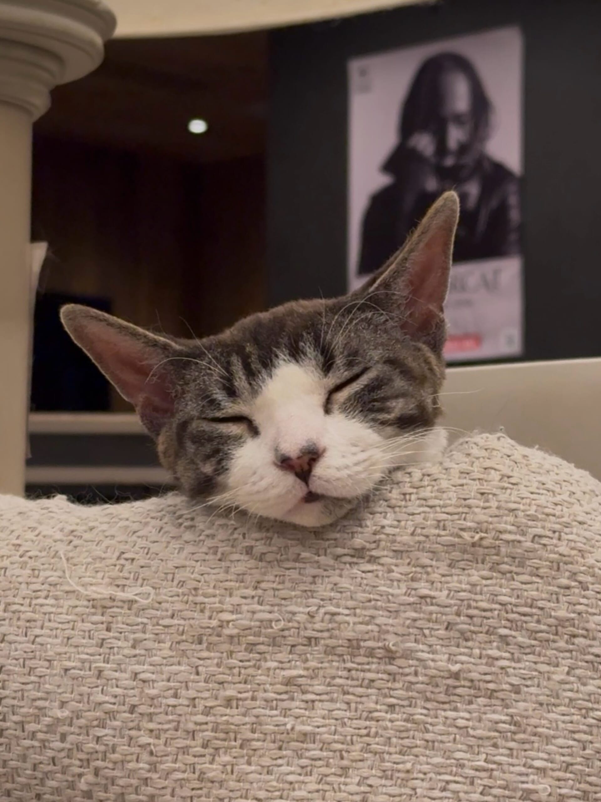 猫カフェで聴くThundercat、そのおかしな正しさについて IMG_0274-1-scaled