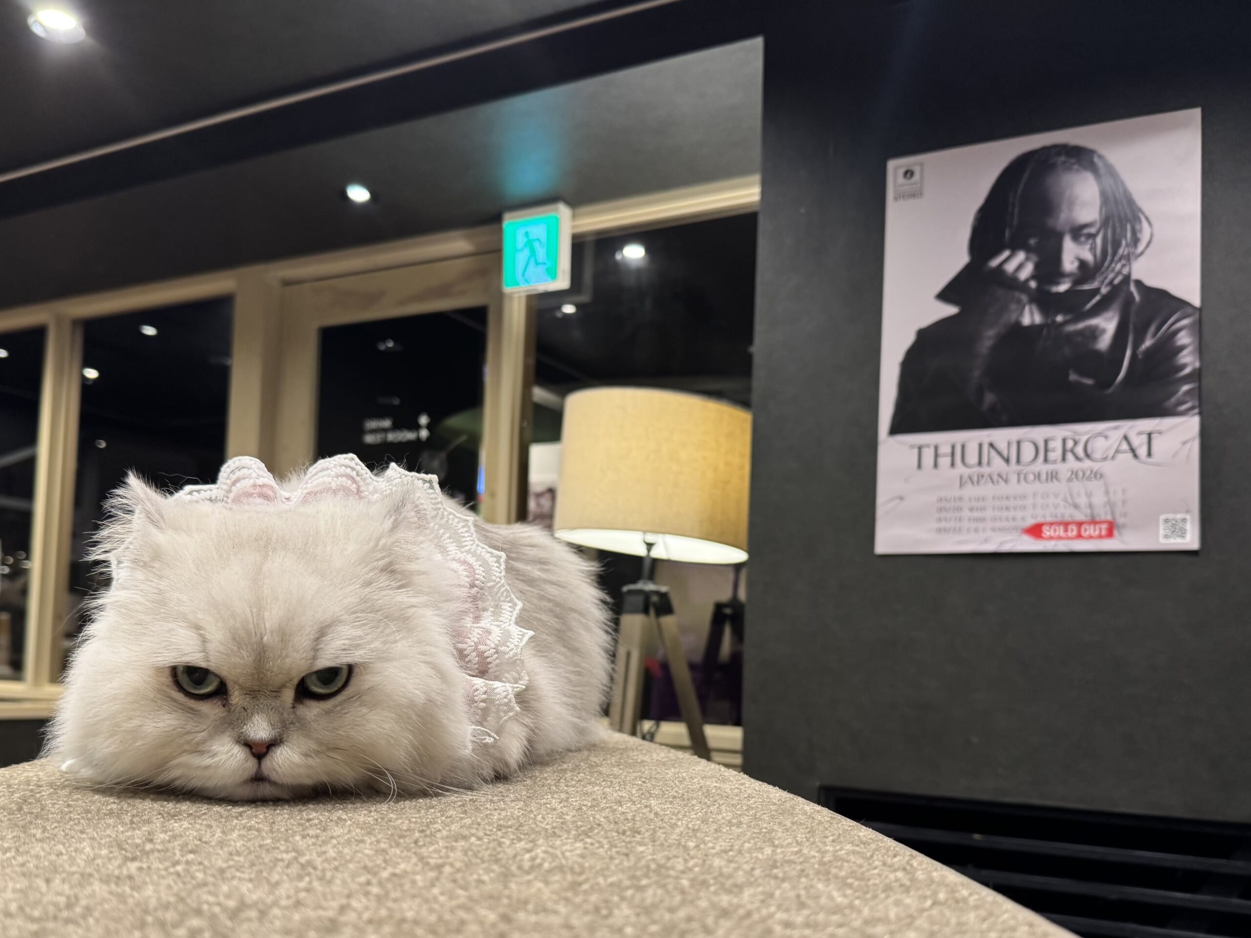 猫カフェで聴くThundercat、そのおかしな正しさについて IMG_0136-scaled