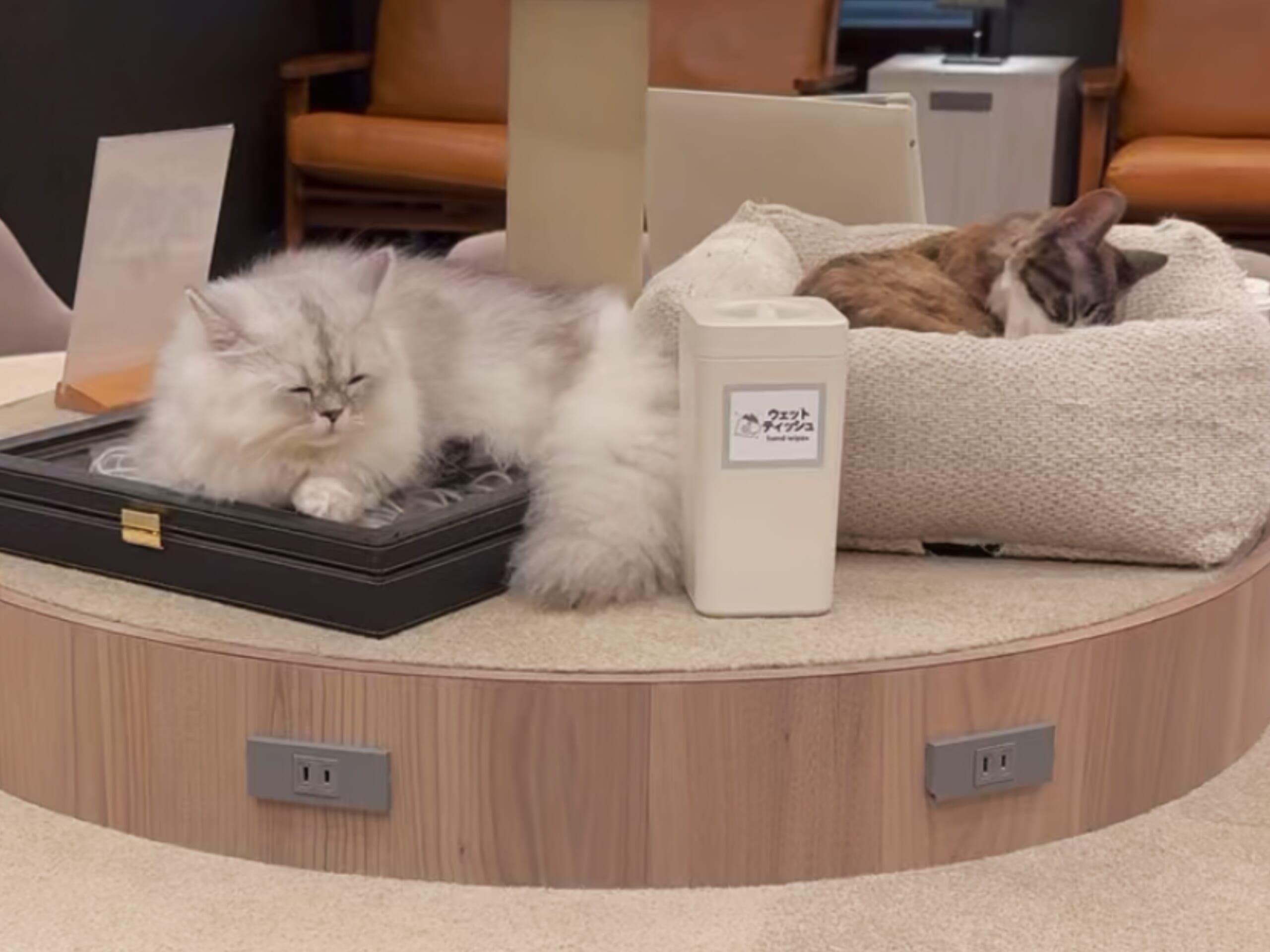 猫カフェで聴くThundercat、そのおかしな正しさについて IMG_0104-scaled