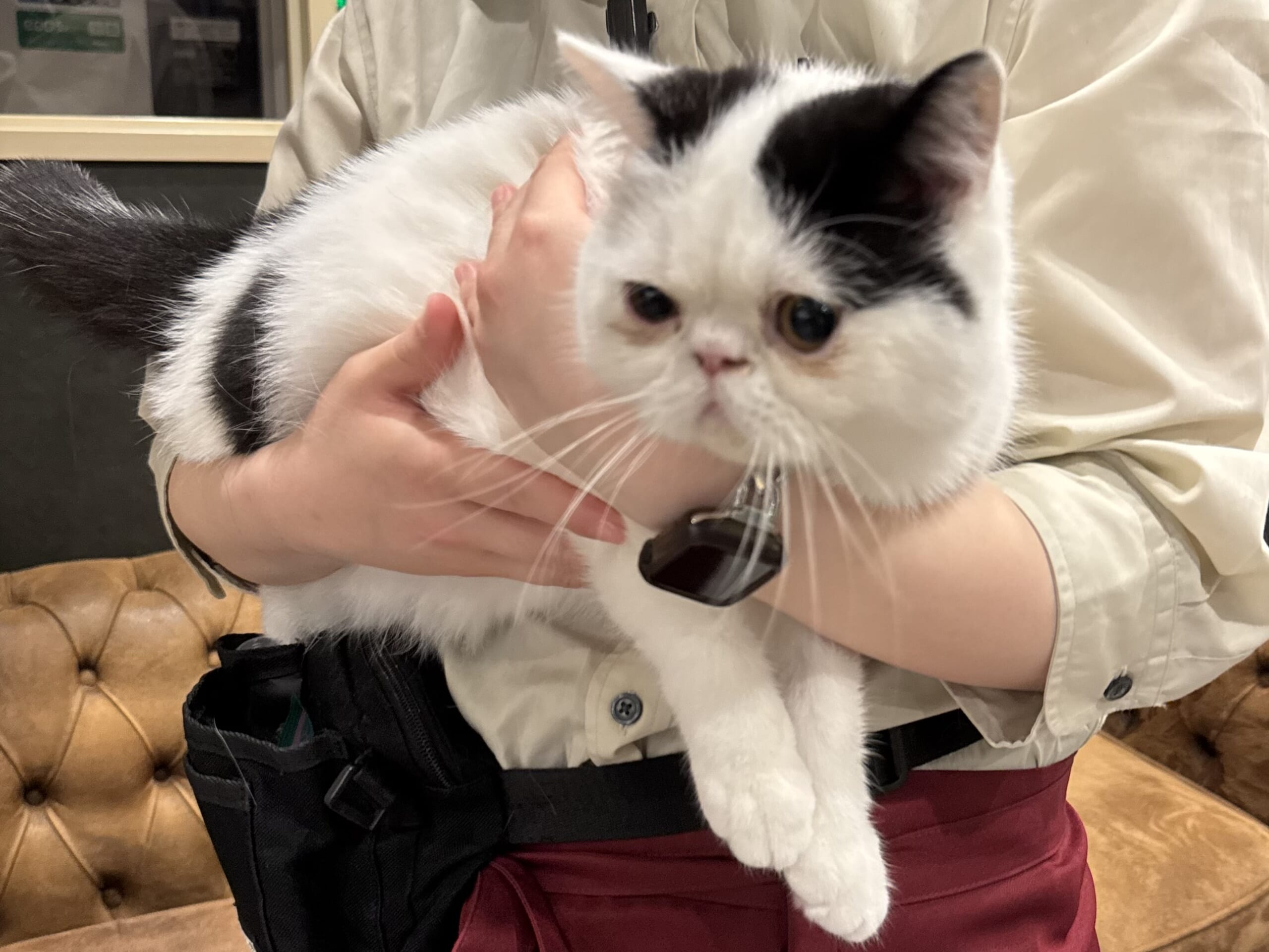 猫カフェで聴くThundercat、そのおかしな正しさについて IMG_0115-1-scaled