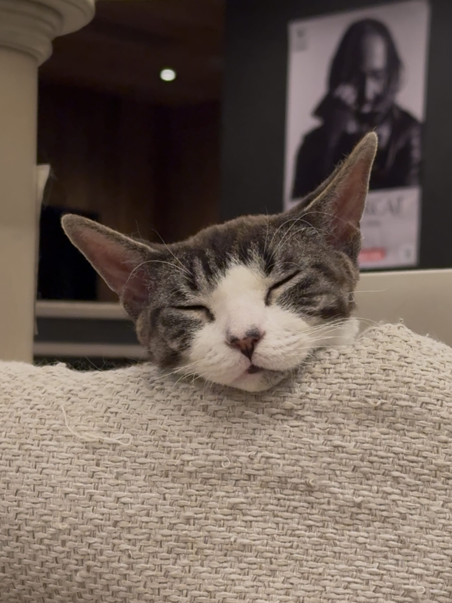 猫カフェで楽しむThundercat、新鮮な体験