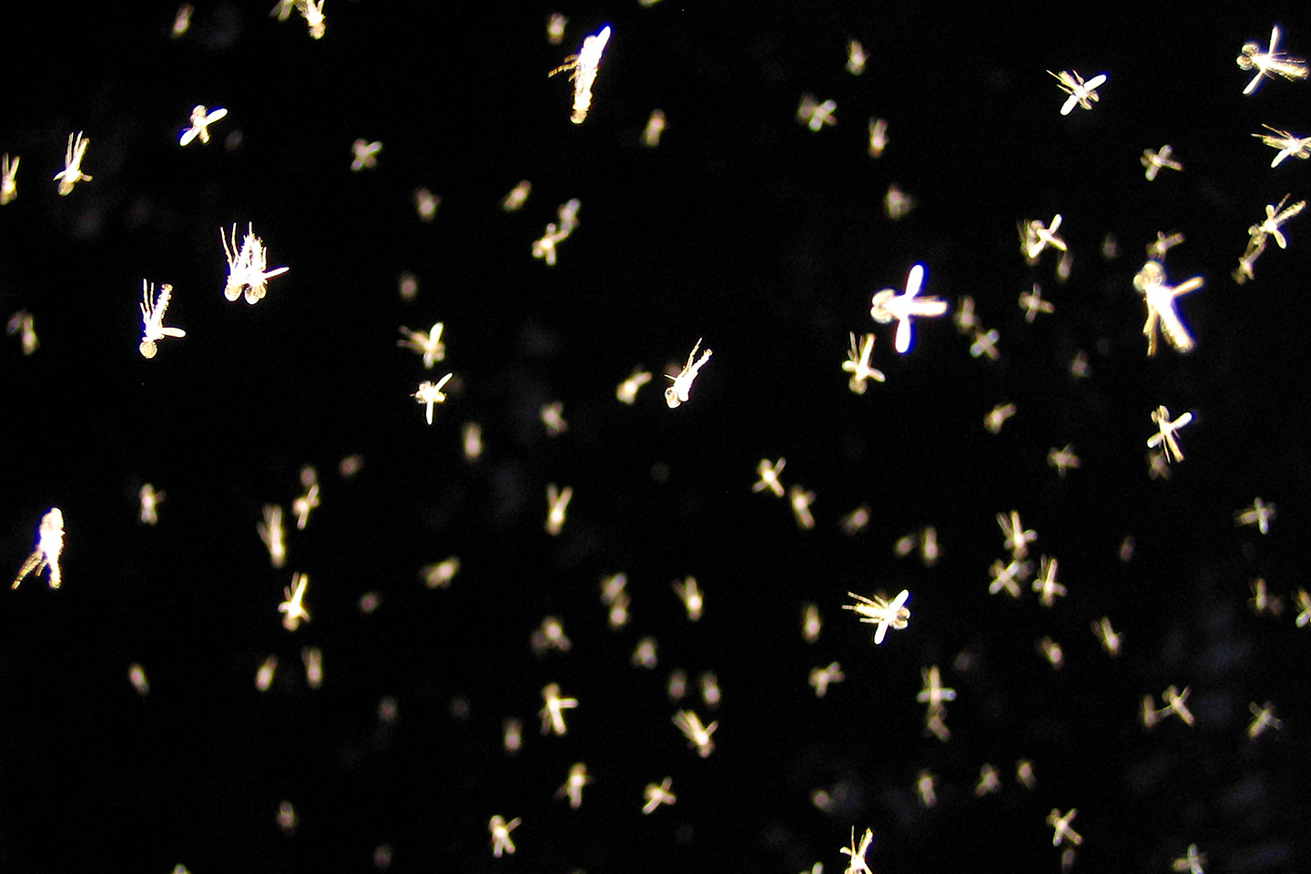 Tim Barberによる伝説的オンラインギャラリープラットフォームの設立20周年を記念した展覧会が東京と京都にて開催 Peter_Sutherland