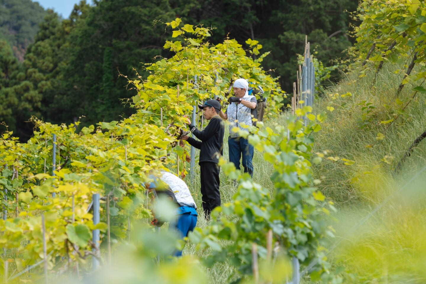 新たな祭典<FIELDS SO GOOD 2026>が農と未来のトークサミットとプログラムの詳細を発表 3c704b73b5b048be7d1c6467206659a6-1440x960 新たな祭典<FIELDS SO GOOD 2026>が農と未来のトークサミットとプログラムの詳細を発表 3c704b73b5b048be7d1c6467206659a6-1440x960