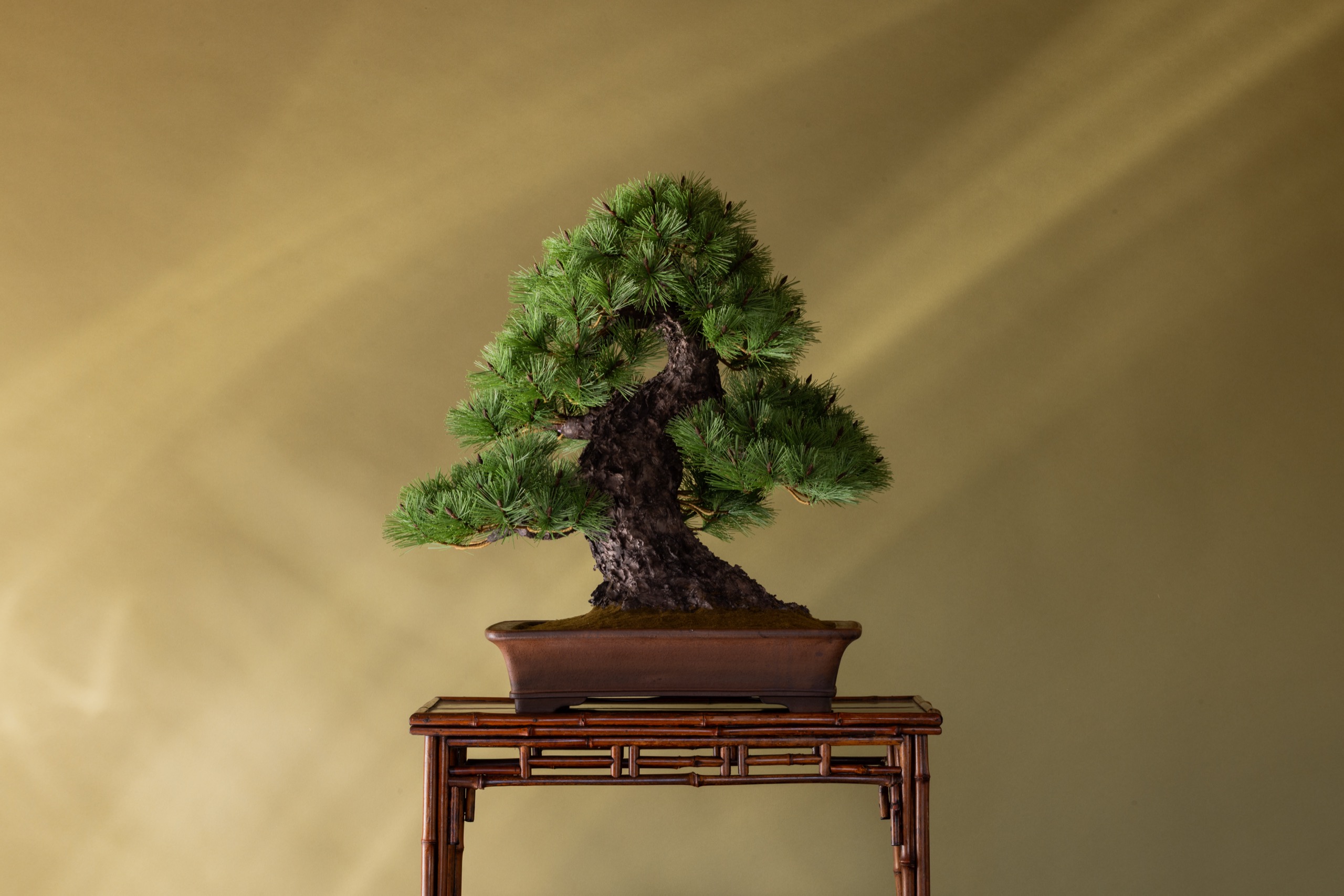 盆栽作家・眞利子大輔が土佐和紙で樹木を造形するJUME BONSAI「匠景 — SHOKEI —」初個展がMIYASHITA PARKで開催 02_51A0050