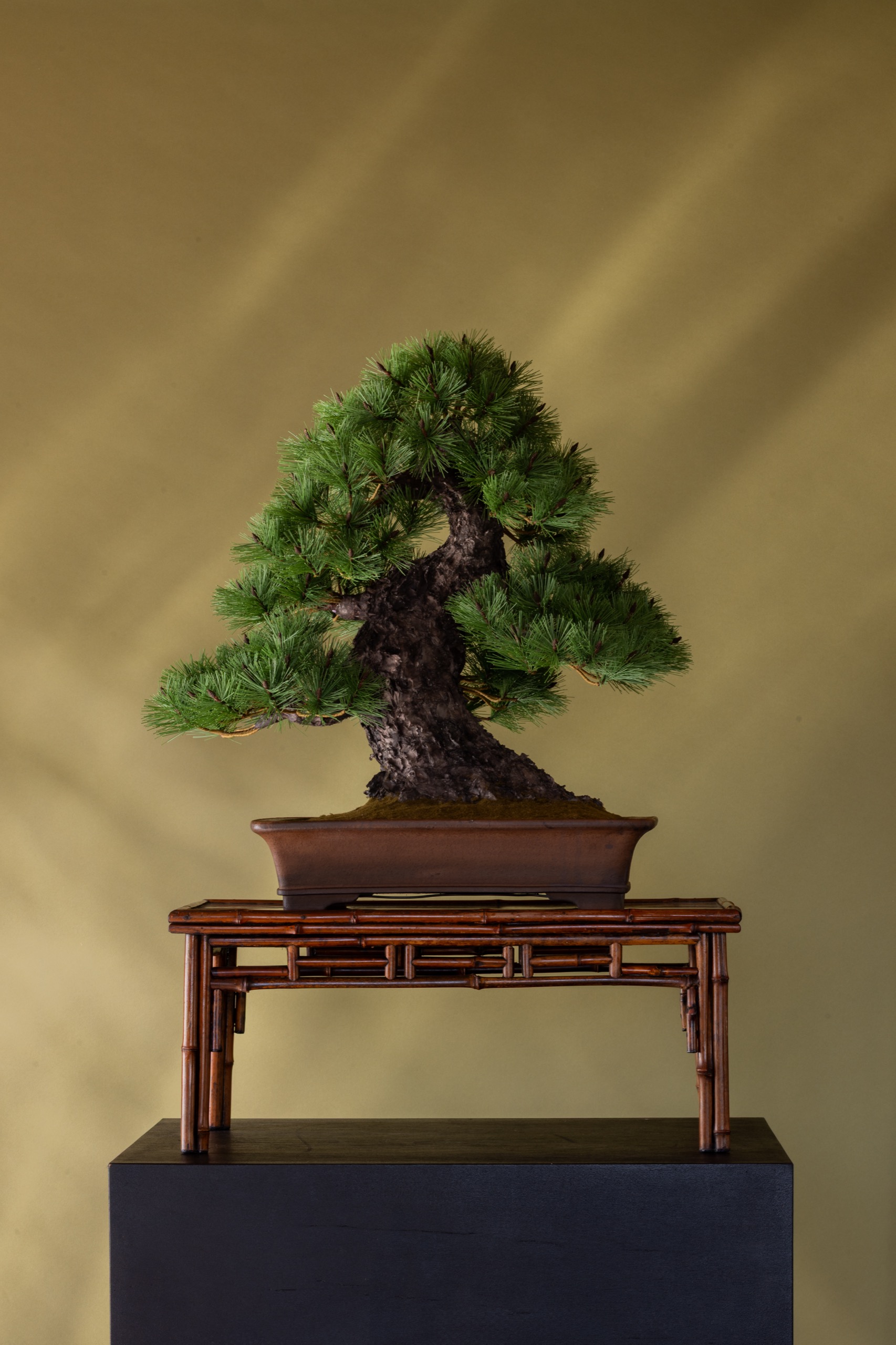 盆栽作家・眞利子大輔が土佐和紙で樹木を造形するJUME BONSAI「匠景 — SHOKEI —」初個展がMIYASHITA PARKで開催 04_51A0023